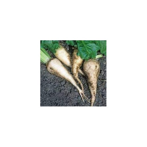 Sugar Beet Plant Seeds for Planting [neera-v5-4f923ab9873a17dbab1d]