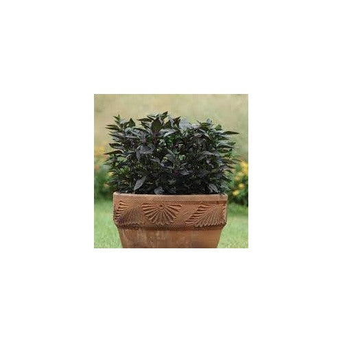 Pepper Plant Seeds for Planting, 100 pcs [neera-v5-4f95c04bfb73db928a22]