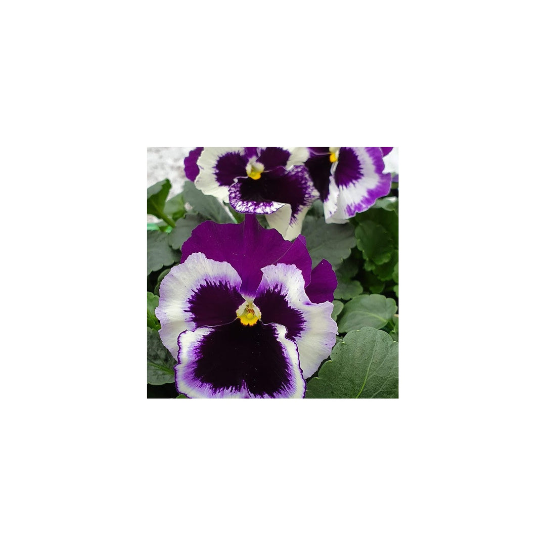 Purple White Pansy Planting Heirloom Non Gmo Organic Charming Blooms Flower Seeds Home [neera-v5-4fa09de478ccfdec9e3c]