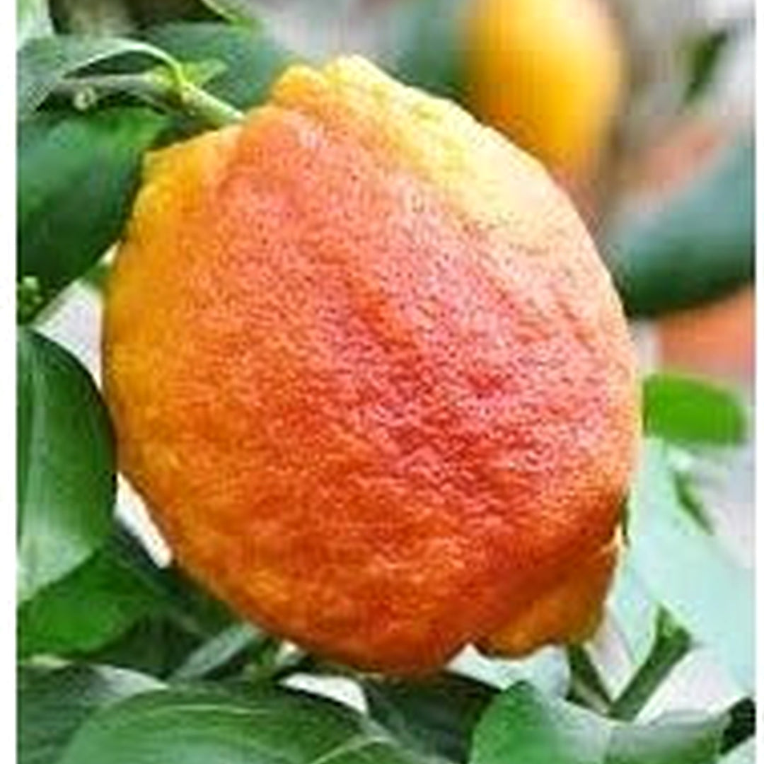 Light Red Lemon Fruit Seeds for Planting [neera-v5-4fa290d9ad504805f7b7]