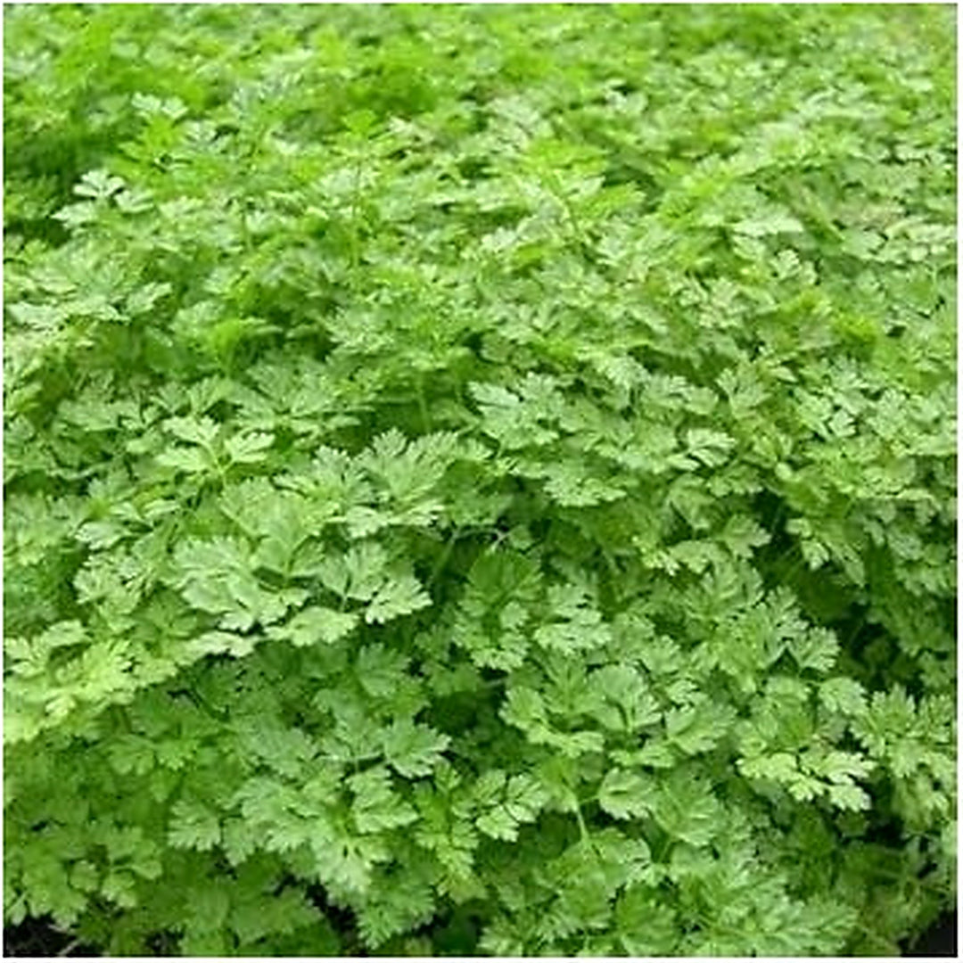Green Chervil Seeds for Planting [neera-v5-4fa7673af371ba911f1e]