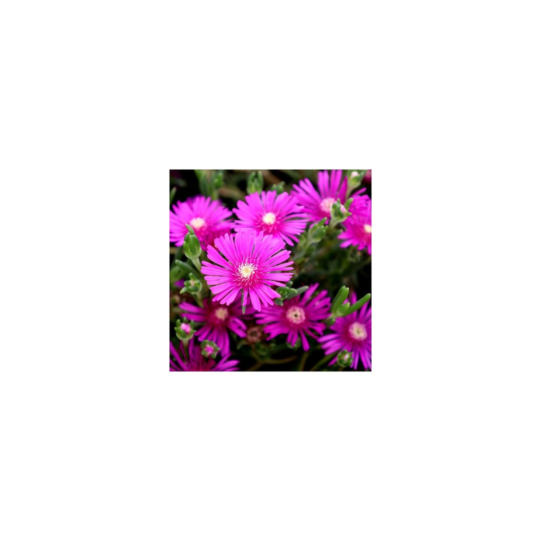 Heirloom Delosperma Flower Non Gmo Ice Plant Blooms Drought Tolerant Garden Planting Flower [neera-v5-4fa89abd1a981f1aa533]