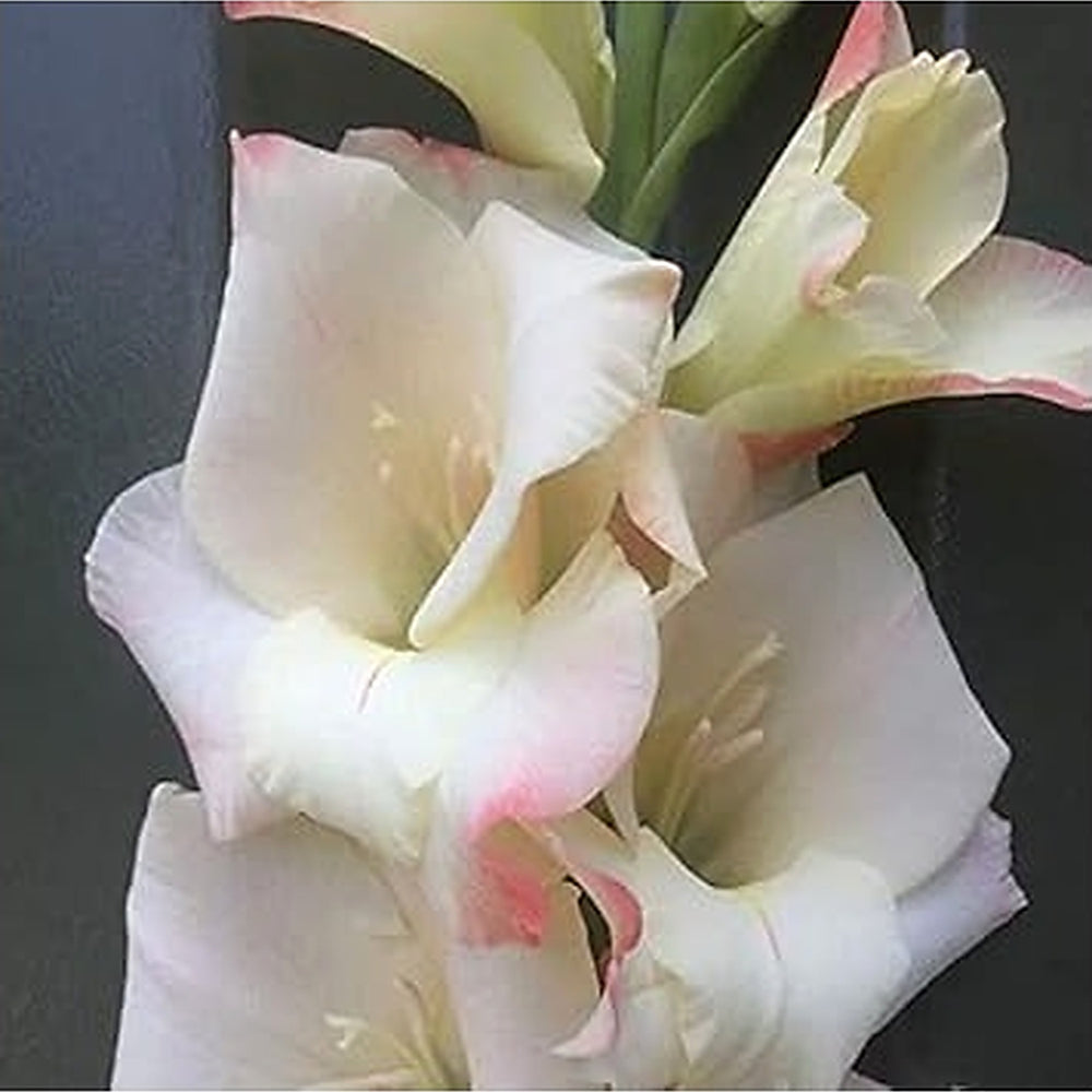 Heirloom Non-GMO Cream White Gladiolus Flower Seeds for Garden Planting [neera-v5-4fb43438213354724f8f]