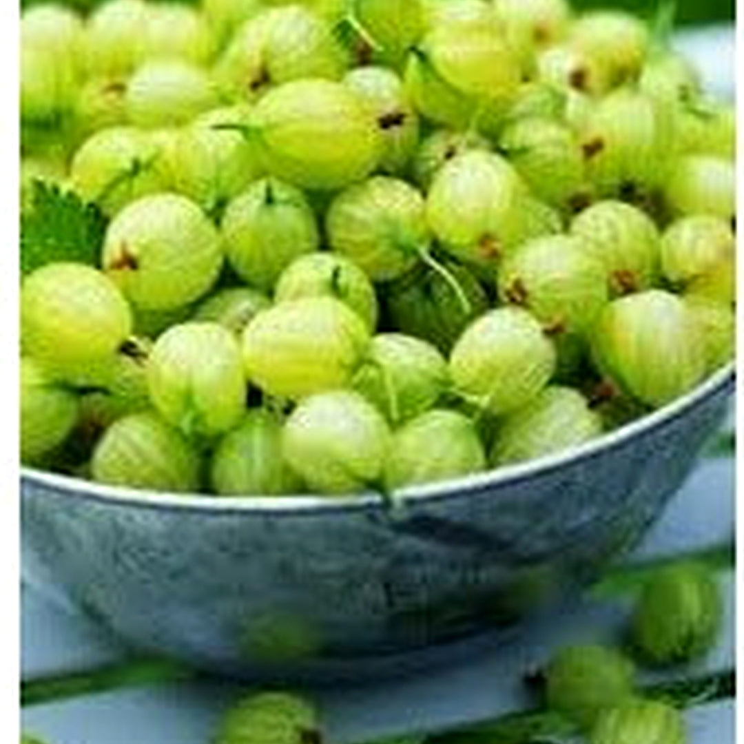 Mulberry Tree Seeds [neera-v5-4fc7f957d8c22b900648]