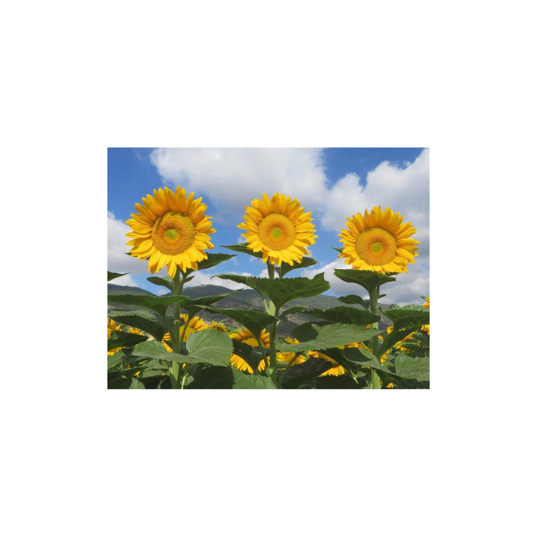 Heirloom Non Gmo Sunrich Gold Sunflower For Planting Bright Pollen Free Blooms For Cutting Gardens [neera-v5-4fcd3dc75ffe14484772]