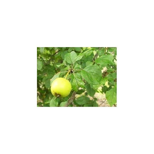 Crab Apple Fruit Seeds [neera-v5-4fce5bb0a487cda5aa04]