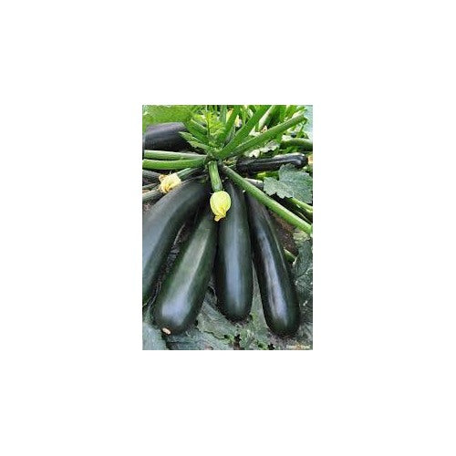 Green Zucchini Long Squash Seeds for Planting [neera-v5-4fd43d11b99163543008]