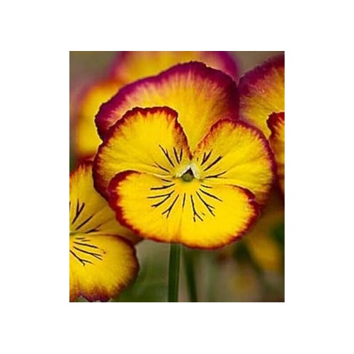 Heirloom Non-GMO Yellow Red Pansy Flower Seeds for Planting [neera-v5-4fef0c8802d4646eafba]