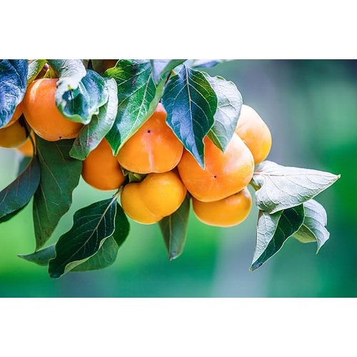 American Persimmons Fruit Tree Seeds for Planting [neera-v5-4fff4d7dc19fe8b59694]