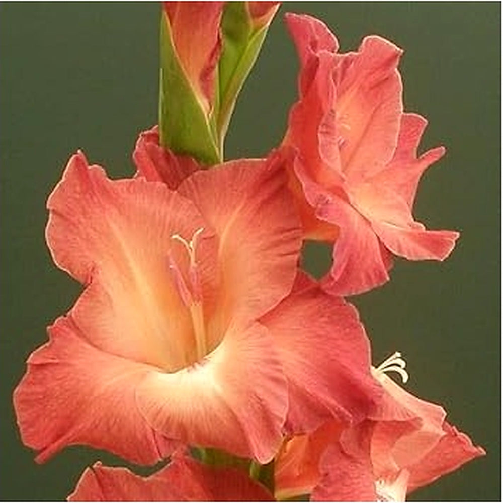 Orange Gladiolus Flower Seeds for Planting [neera-v5-4fffedb870377bb86e40]