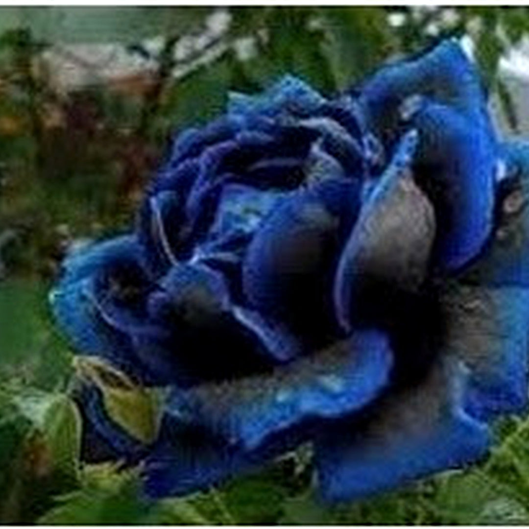Midnight Supreme Dark Blue Rose Seeds for Planting [neera-v5-5000073d7a89ac72d877]