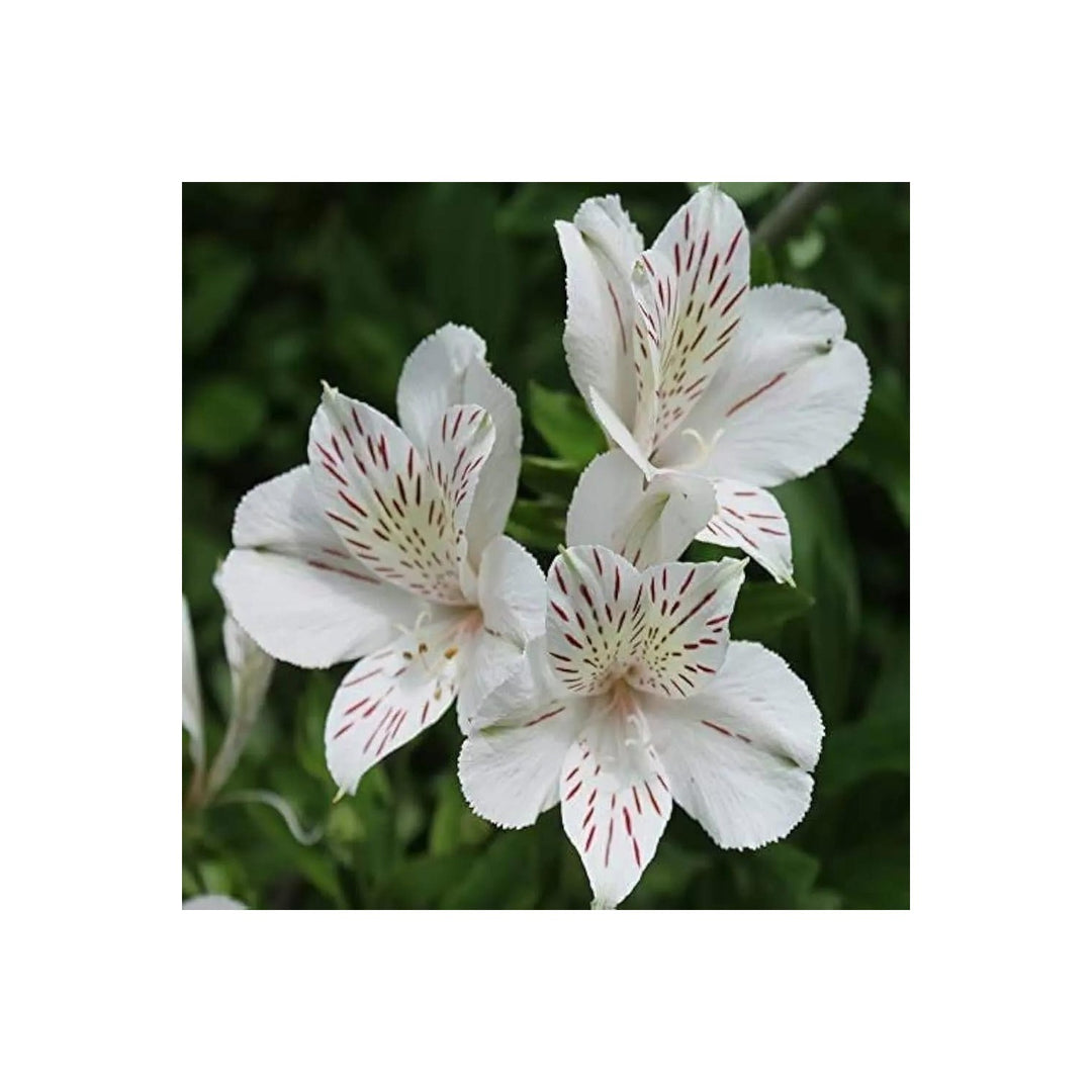 White Alstroemeria Heirloom Non Gmo Planting Flower Flower Seeds for Home Garden Planting, Exotic [neera-v5-50036503440e76a267f6]