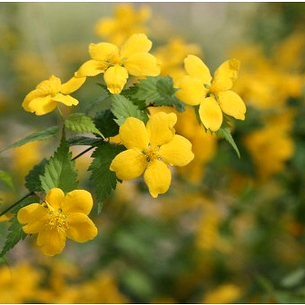Heirloom Non-GMO Kerria Japonica Flower Seeds for Planting [neera-v5-500721b7ad7ecc3264f6]