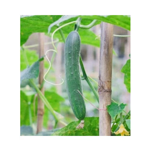 Fresh Harvest Tendergreen Burpless Cucumber Planting Nongmo Heirloom Variety Planting Non [neera-v5-500cf29149e9ca32acab]