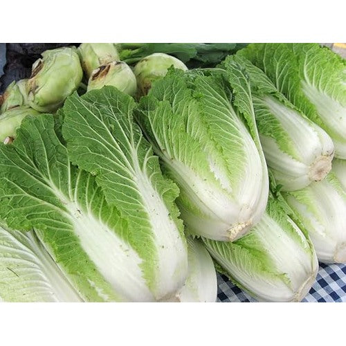 Chinese Cabbage Napa Seeds [neera-v5-50118d9fff90f11b8982]