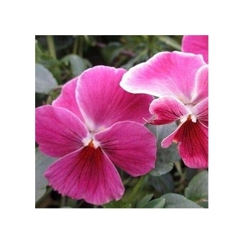 Pink Pansy Seeds for Planting [neera-v5-5018429f426af12b8e4d]
