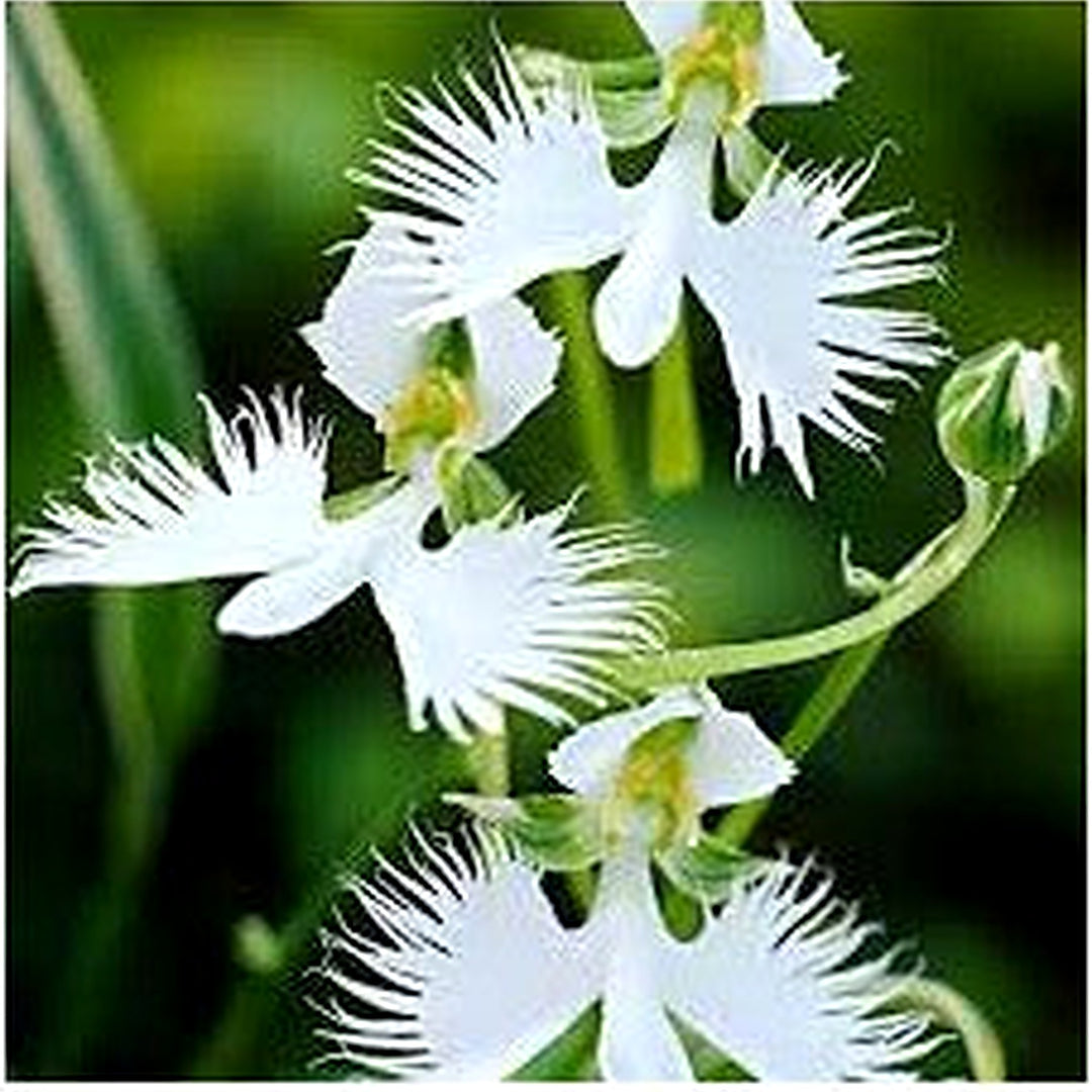 Heirloom Non Gmo Dove Orchid Flower For Planting Flower Seeds for Home Garden Planting, Vibrant [neera-v5-501aef974e64f9979064]