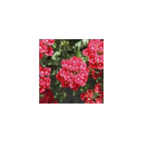 Heirloom Non-GMO Verbena Flower Seeds for Garden Planting [neera-v5-502054f7ab61a499f5fe]