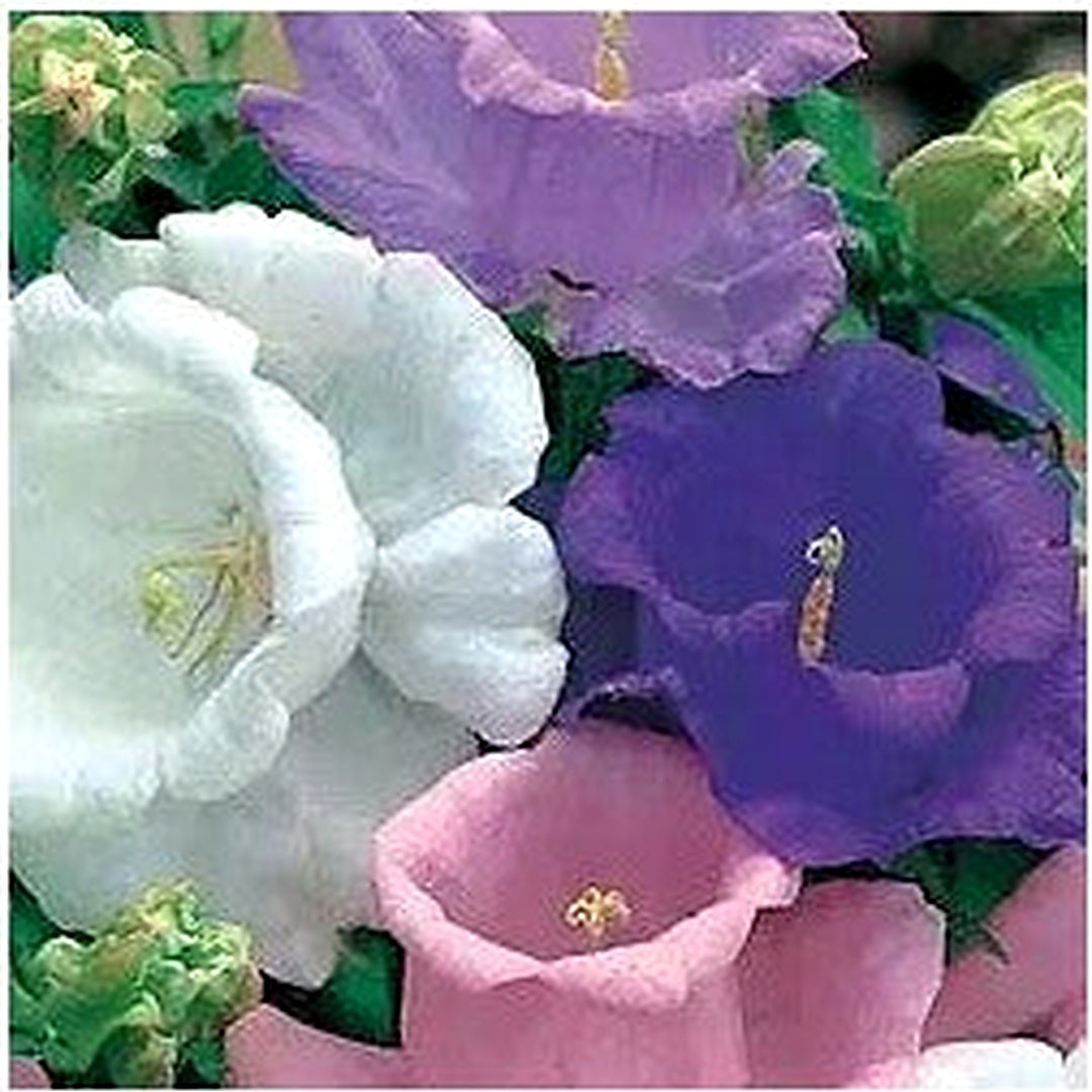 Red Rubinrot Heirloom Campanula Canterbury Bell For Stunning Bells Flower Seeds for Home Garden [neera-v5-5027587777767528b5e4]