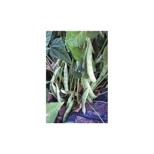 Green Pole Bean Vegetable Seeds for Planting [neera-v5-5029e1712c56cd489f95]