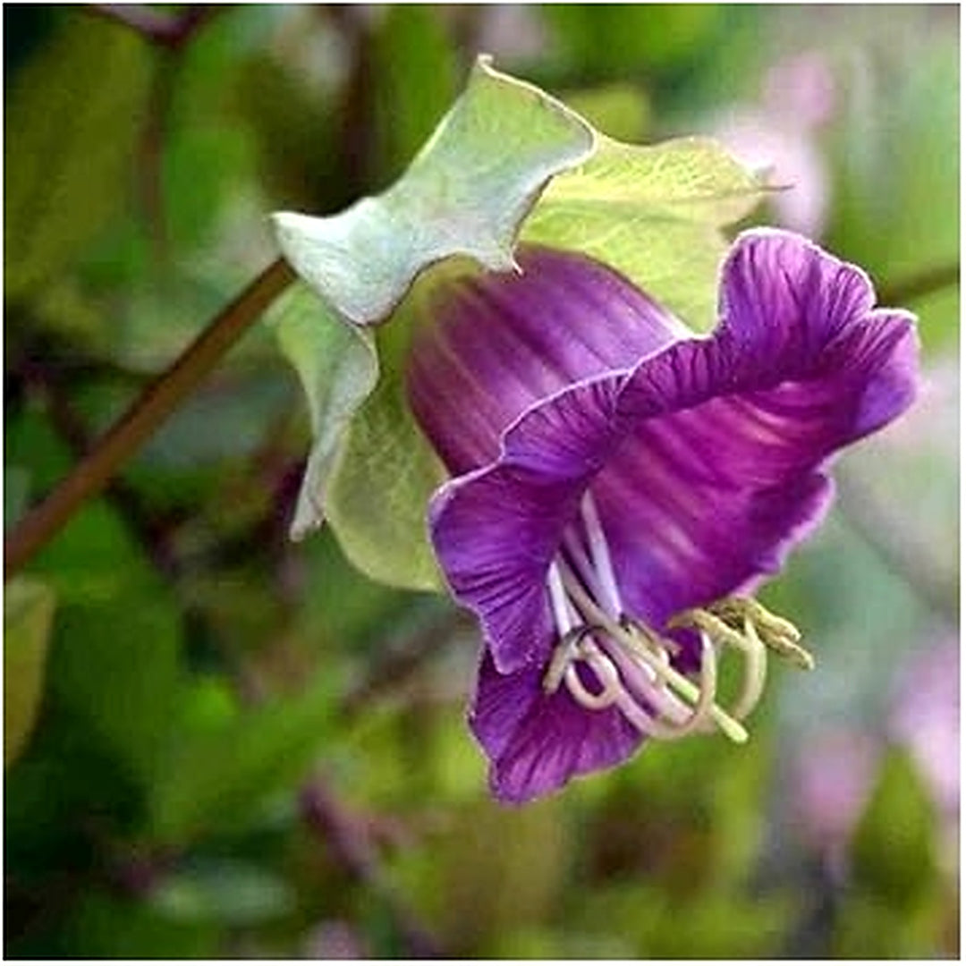 Heirloom Non-GMO Cobaea Bells Flower Seeds for Planting [neera-v5-502ae1b38736724d9b63]