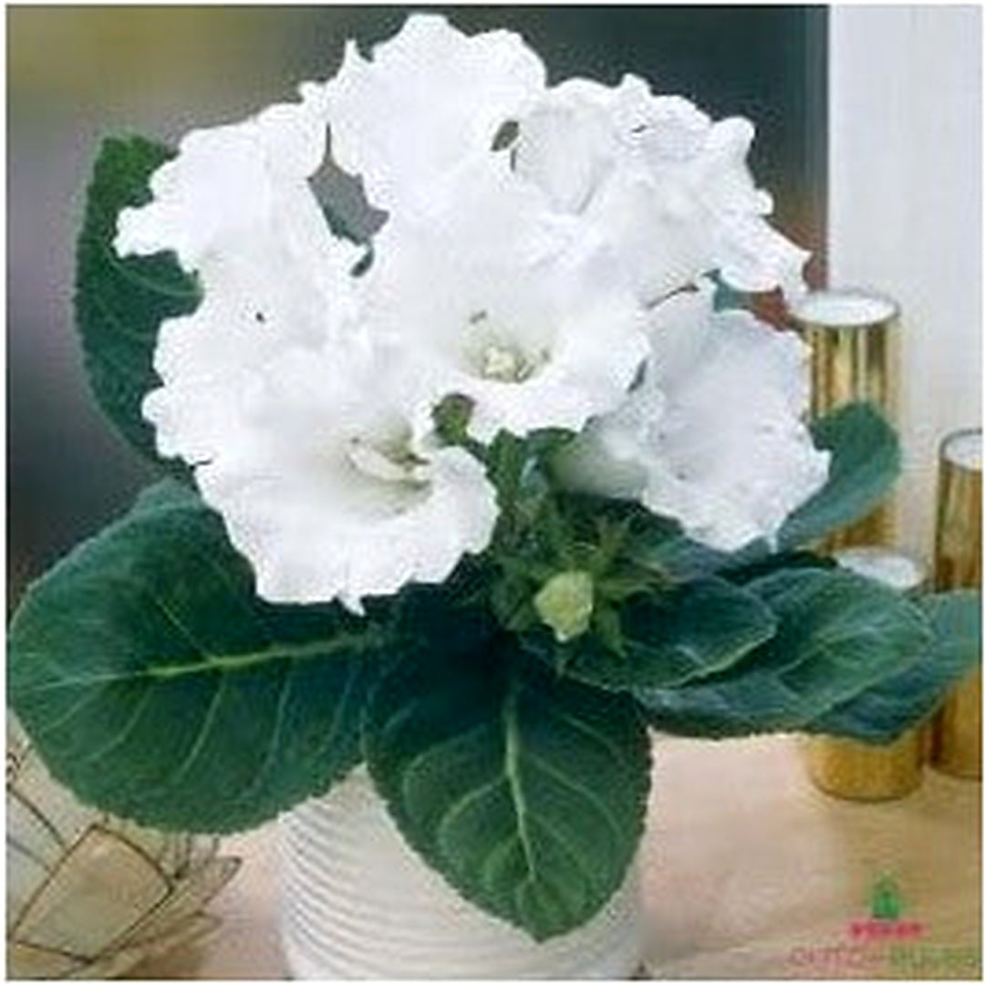 White Gloxinia Seeds for Planting [neera-v5-5032162ace5a13831002]