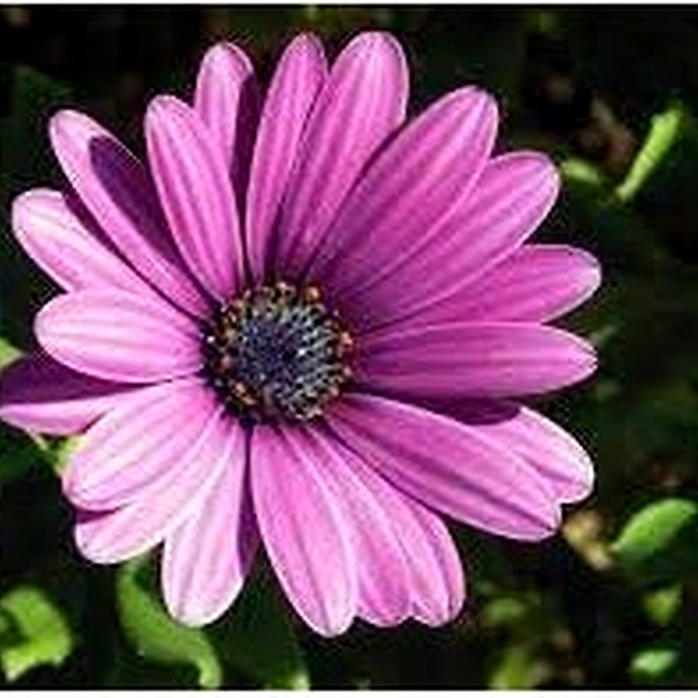 Heirloom Osteospermum Ecklonis Flower Seeds Non-GMO for Garden Planting Colorful Daisy Blooms [neera-v5-503ae13ab92f0bf8a62d]