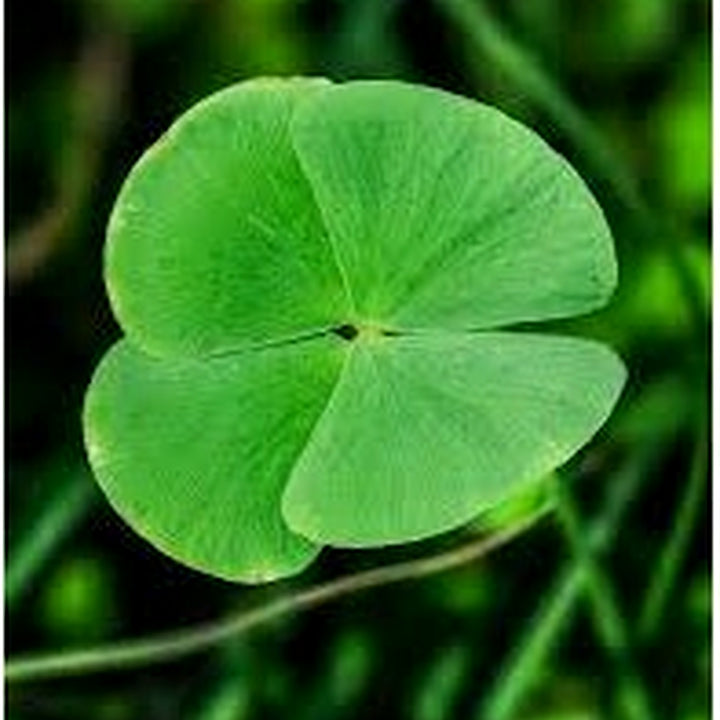 Four Leaf Clover Herb Seeds for Planting [neera-v5-503b07151a4d3fdcec81]