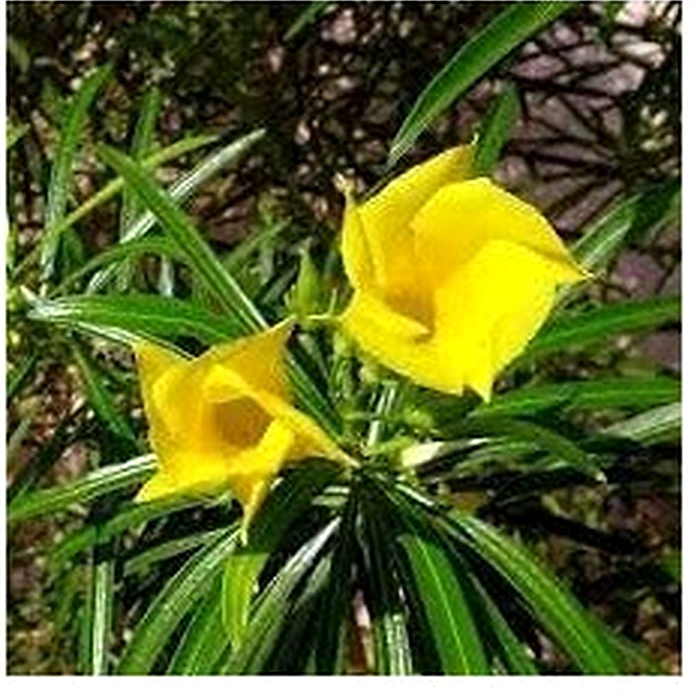 Heirloom Thevetia Neriifolia Flower Seeds for Planting [neera-v5-505e0fbf1d3d000dd380]