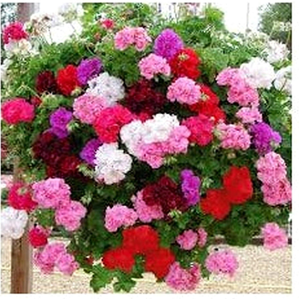Mixed Climbing Geranium Flower Seeds for Planting [neera-v5-5069edd14f73b3c86949]