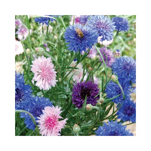 Bachelor Button Cornflower Mixed Planting Non Gmo Heirloom Fresh Garden Planting Flower [neera-v5-506a21c759479842b04d]