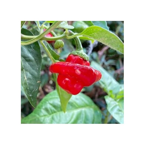Scotch Bonnet Hot Pepper Seeds for Planting [neera-v5-506f094b6308cb17190d]