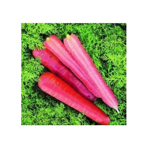 Pink Carrot Seeds for Planting | Heirloom, Non-GMO, High Germination Organic Garden Seeds [neera-v5-5076597ad2e257fd662d]
