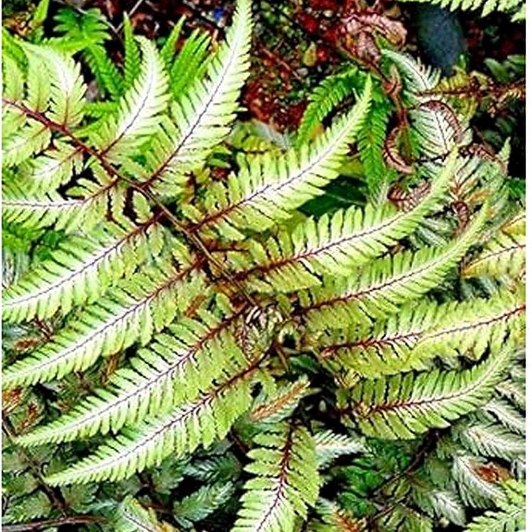 Red & Green Fern Heirloom Non-GMO Seeds for Planting | High Germination Organic Garden Seeds [neera-v5-507ab45291ce7dbc02f5]