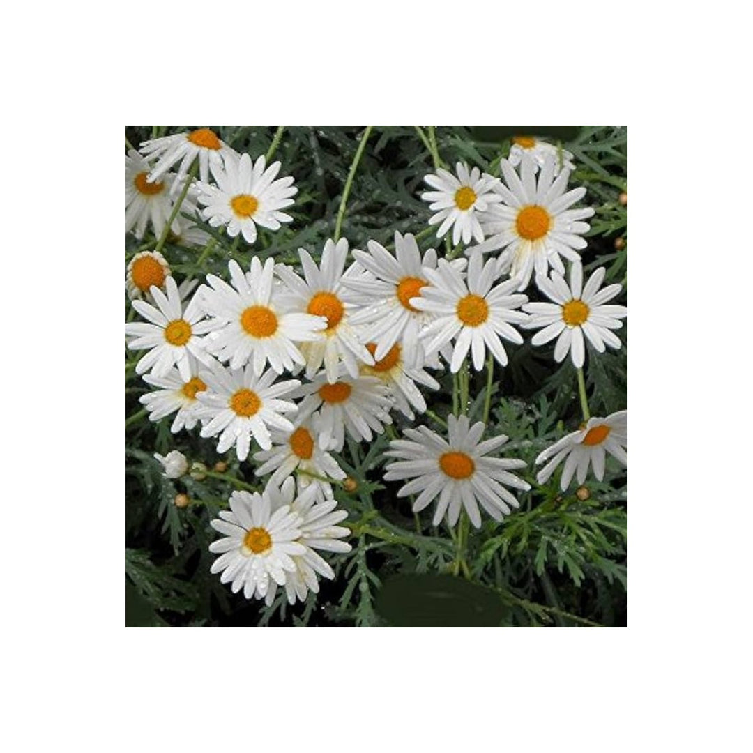 White Winged Flower For Planting Flower Seeds for Home Garden Planting, Landscape Organic Blooming [neera-v5-507fd418f26b6f8d71d6]