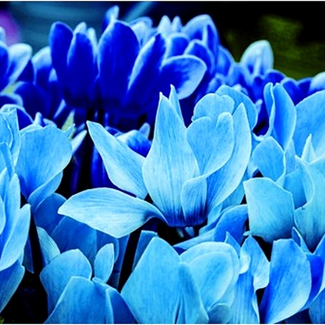 Blue Cyclamen Flower Seeds for Planting [neera-v5-50817bb08c19edc70c81]