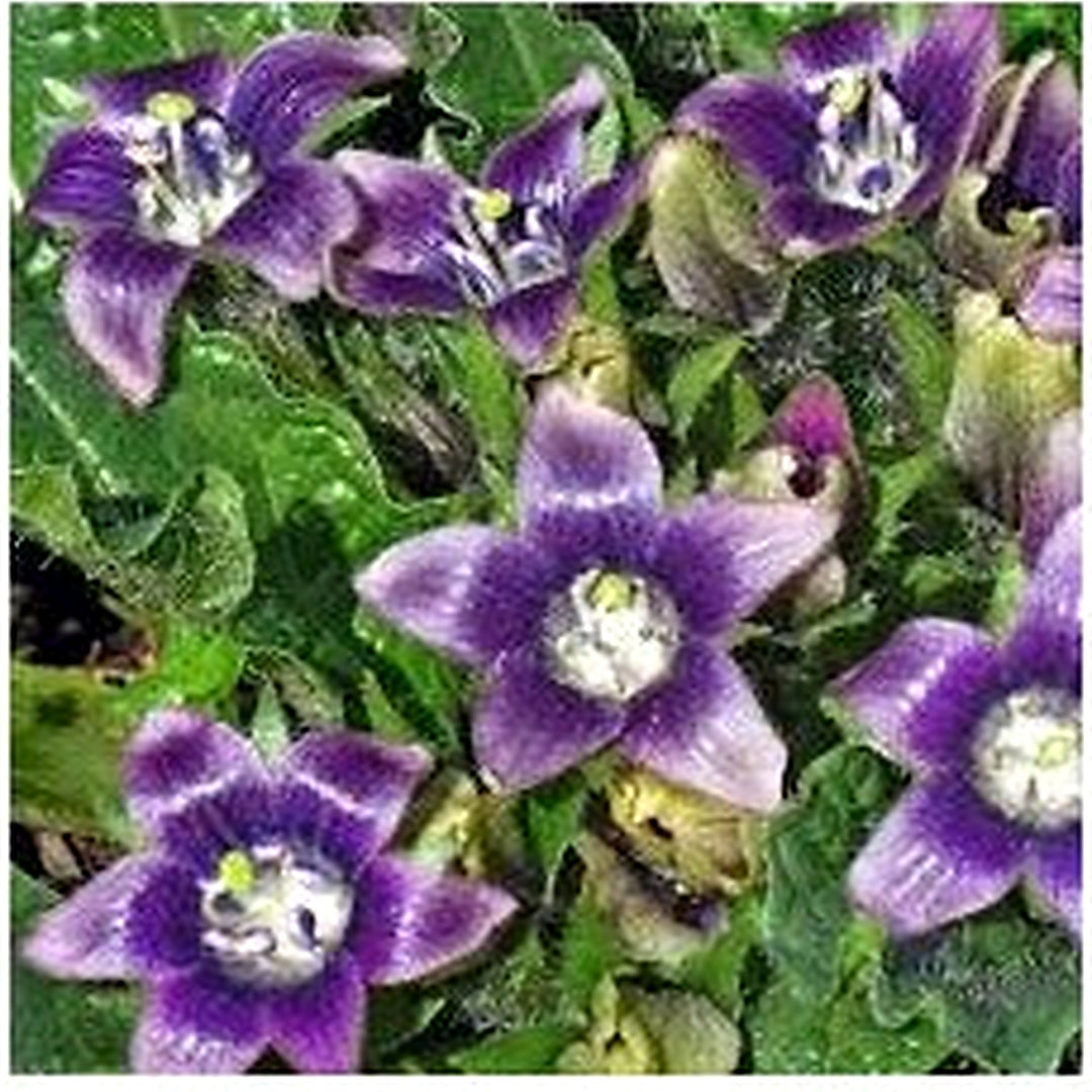 Black Mandrake Mandragora Autumnalis Seeds for Planting [neera-v5-50863ab33b3676d45133]