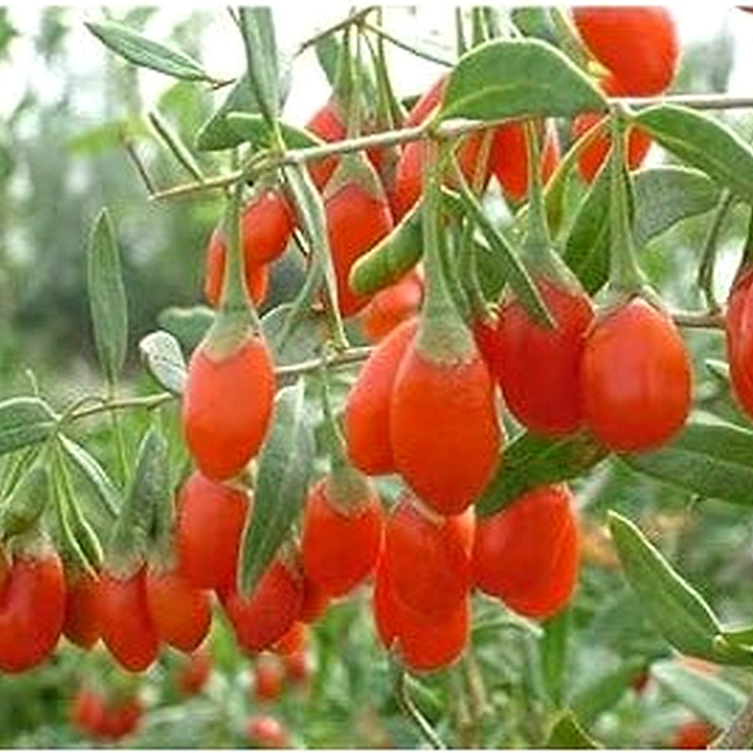 Goji Wolfberry Fruit Seeds for Planting | Heirloom Non-GMO Organic Seeds for Nutritious Superfood Garden Fruits [neera-v5-50915bdb83115c773085]
