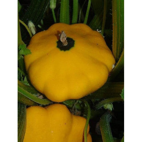 Sunseanse F1 Pumpkin Seeds for Planting [neera-v5-5092aa42dceb0bea66ea]