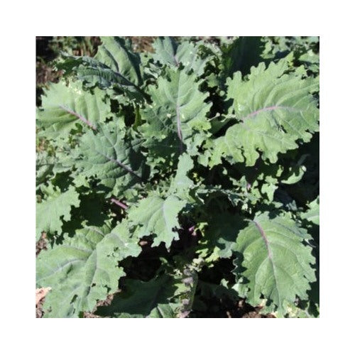 Red Organic Russian Kale Seedsheirloom Ngmoopragged Jackmicrogreens Non Gmo Flower Seeds Home [neera-v5-5092ea30bc6548b59e8f]