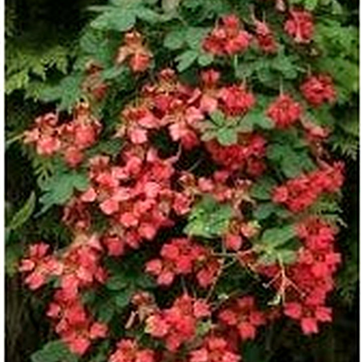 Heirloom Scottish Flame Flower Seeds for Planting [neera-v5-50a07b587f0eb4b464bc]