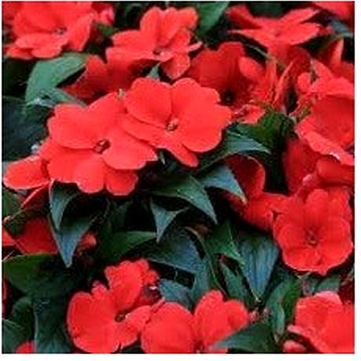 Florific Flower Seeds for Planting [neera-v5-50a19b9bcd0925991b8b]