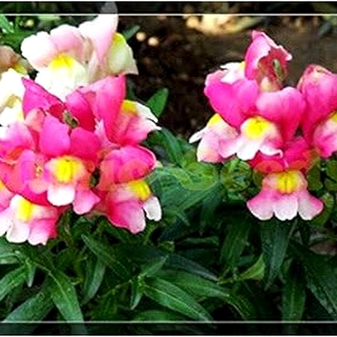 Organic Heirloom Pink Snapdragon Seeds [neera-v5-50a563ad06102afb349b]