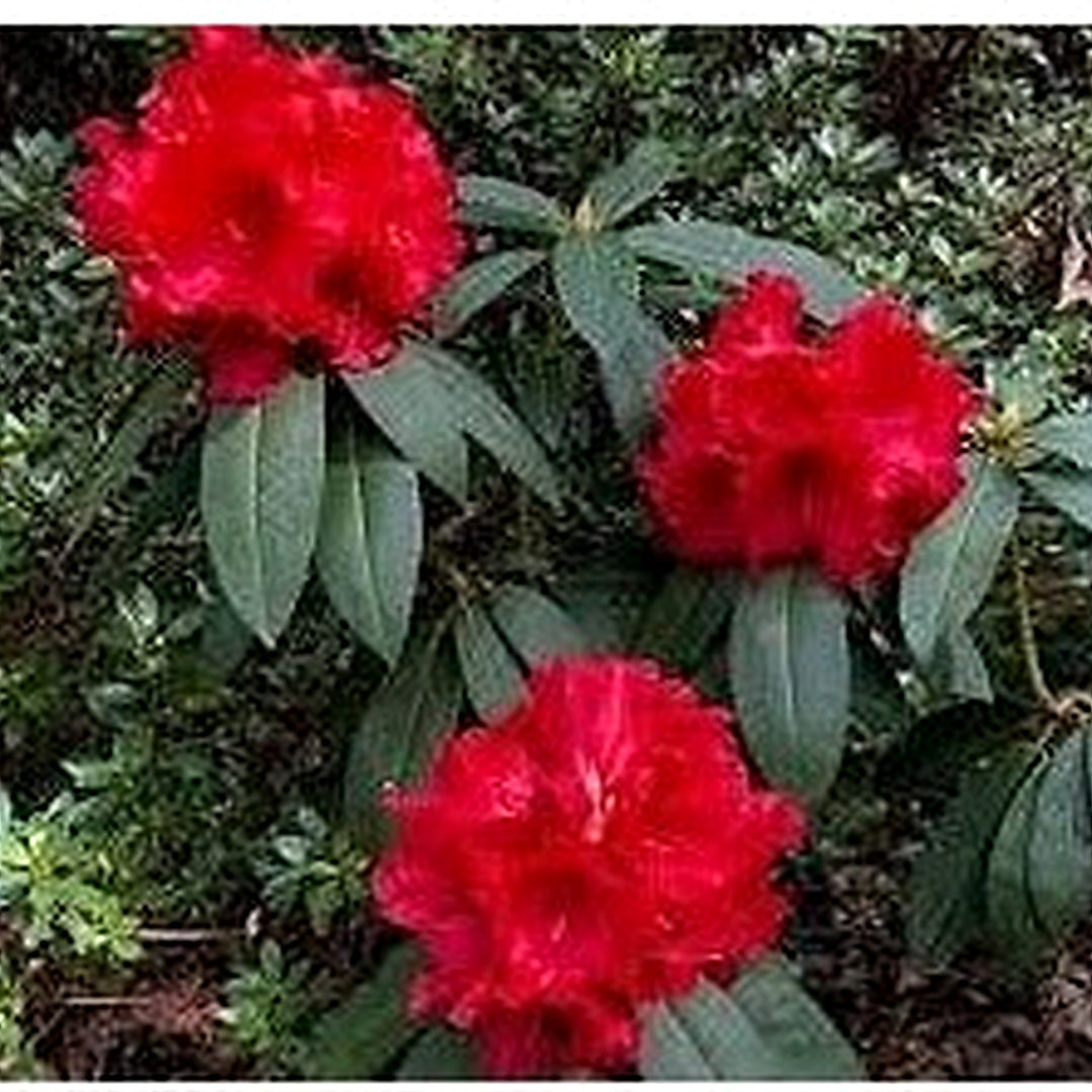 Rhododendron Red Flower Seeds for Planting [neera-v5-50adf44fb0a642430ce6]