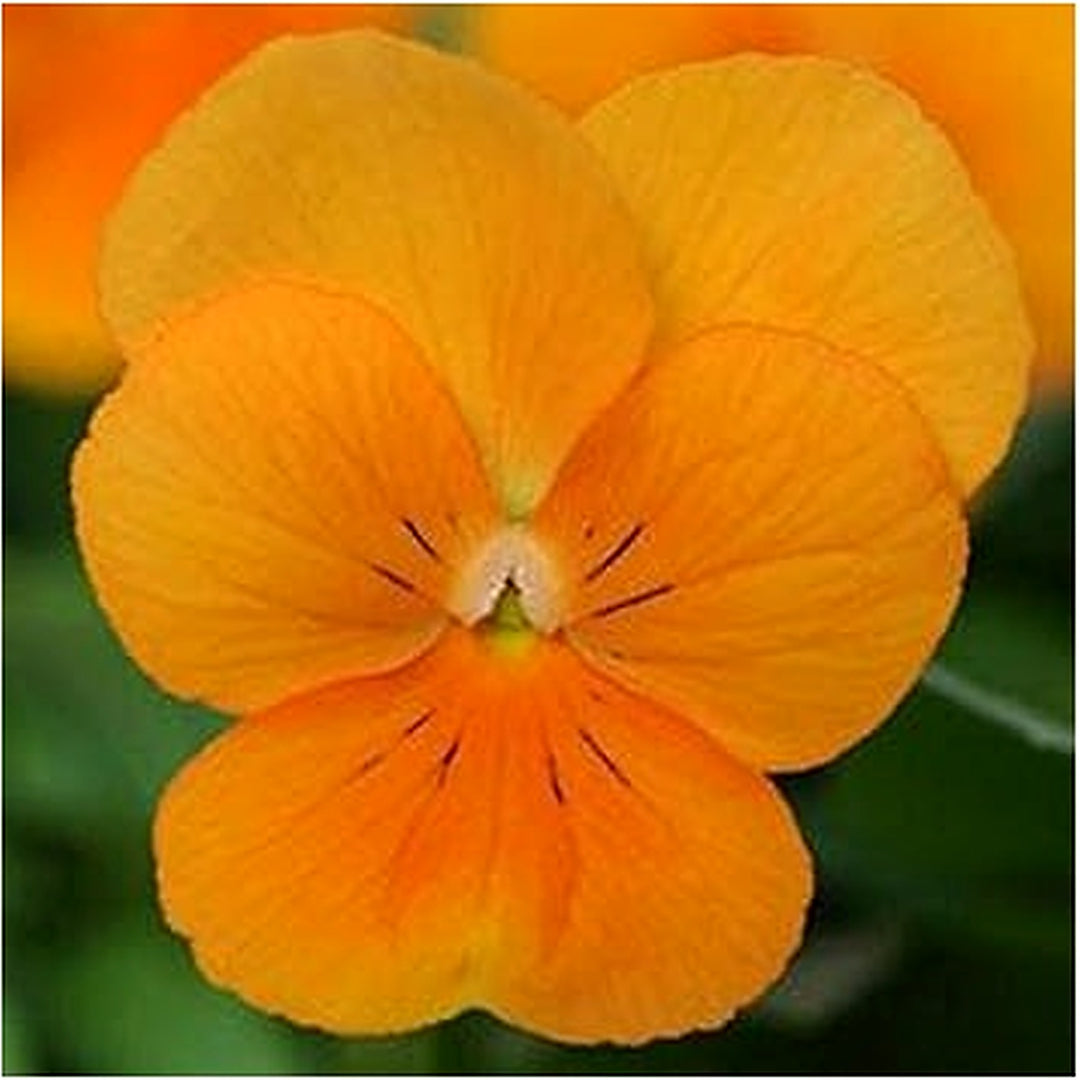 Orange Viola Sorbet Flower Seeds for Planting [neera-v5-50c2fef53c14fed4260f]