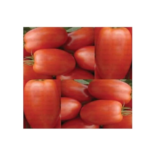 Red Tomato Seeds for Planting [neera-v5-50c58f3c0ac8aebcb5c8]