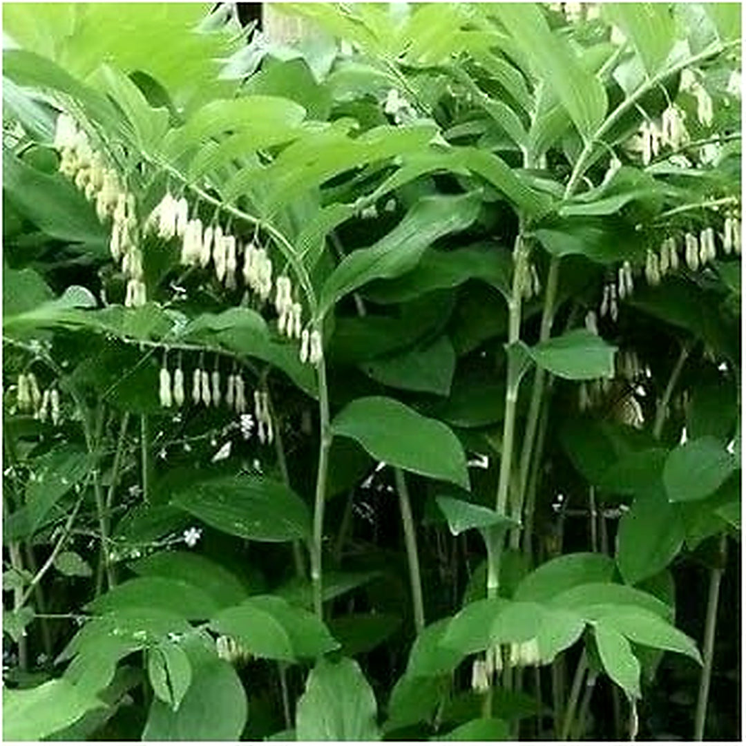 Green Polygonatum Plant Seeds [neera-v5-50d0d50b4e2145587e39]