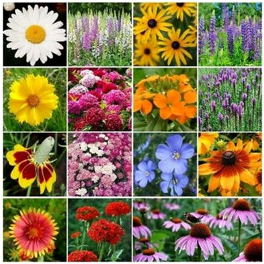 Wildflower Mix All Perennial Heirloom Flowers Pollinators Non Gmo Flower Seeds Home Garden [neera-v5-50d98d862168206d7e91]