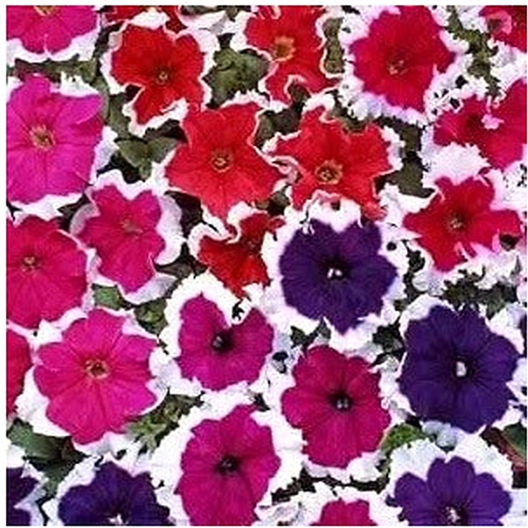 Mixed Color Petunia Flower For Home Garden Flower Seeds for Home Garden Planting, Ornamental [neera-v5-50d9ab30b881eff1a44b]