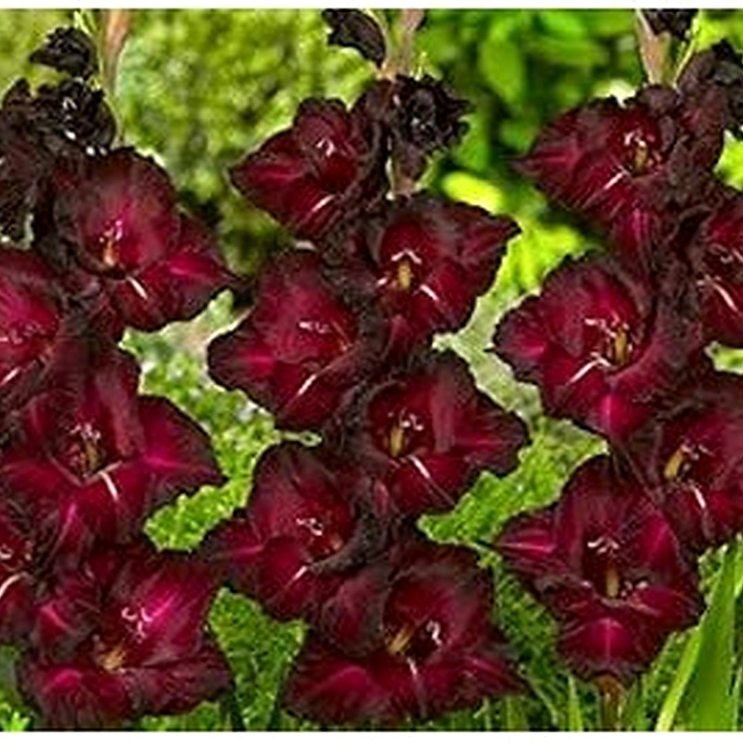 Maroon Gladiolus Flower Seeds [neera-v5-50da961dff504ce64e59]